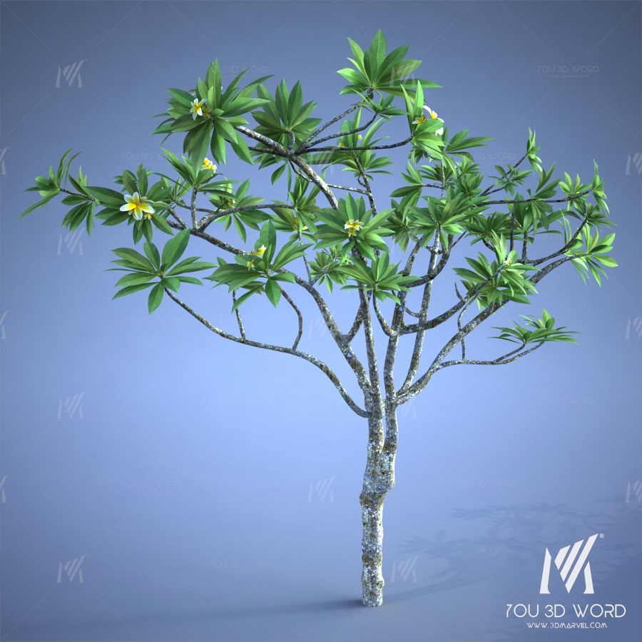 Plumeria_plant